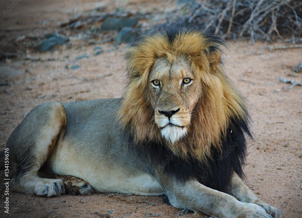 Male lion watching