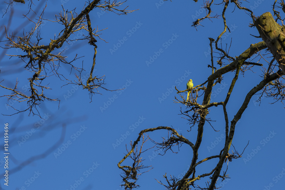 Roseringed Parakeet sitting in a branch in Brussels,Belgium Roseringed Parakeet sitting in a branch in Brussels,Belgium