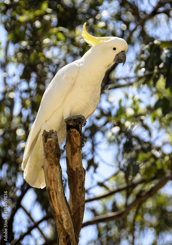 the cackatoo photo