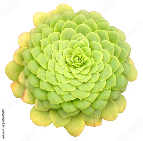 Succulent Isolated