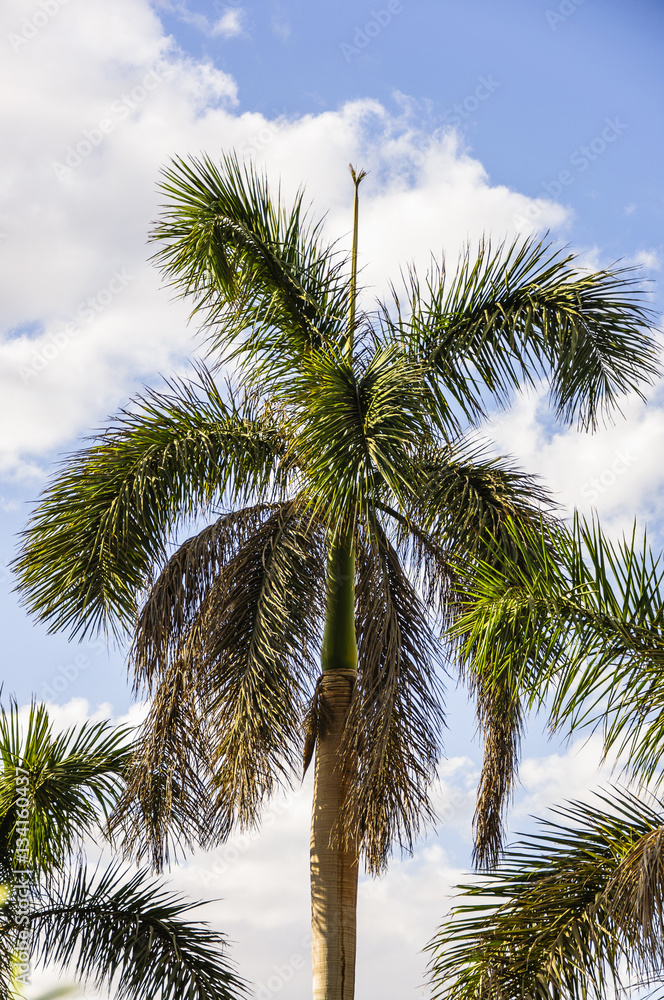 Fototapeta premium Palm tree with blue sky background 