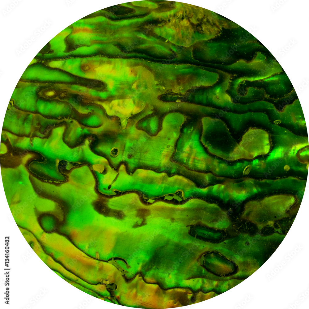 Green Abalone Circle Green Abalone Circle