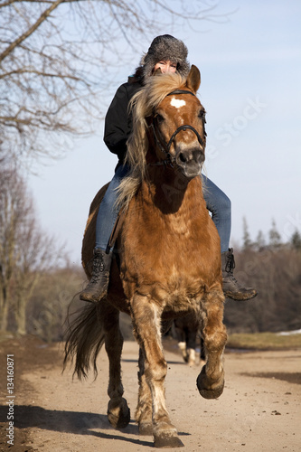Reiterin auf Haflinger Pony