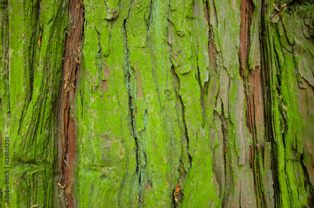 la corteccia verde di un albero la corteccia verde di un albero