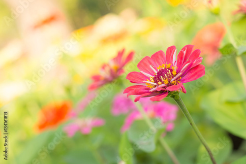 Colorful flower in the garden, closeup of Pink Zinnia flower in © kriangphoto31