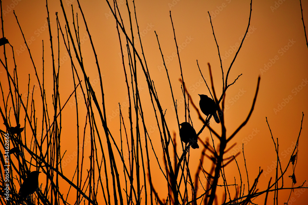 Obraz premium Sunset