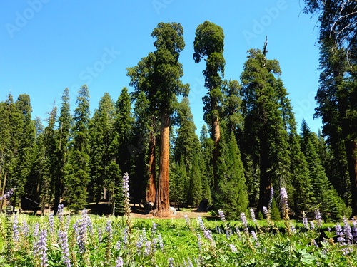Spring in Sequoia National park with bright flowers in full blossom.