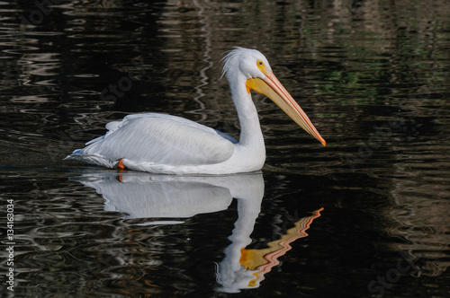 White Pelican swimming on lake with reflection