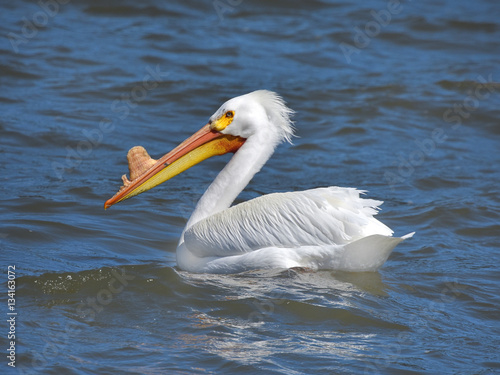 Canvas Print White pelican with protrusion on beak swimming on lake in California