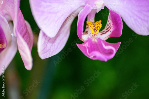 Orchid Just Hanging Around 