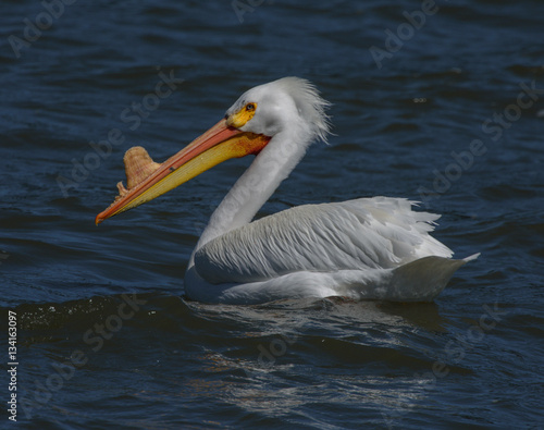White Pelican during mating season swimming on lake showing large beak horns © Fritz
