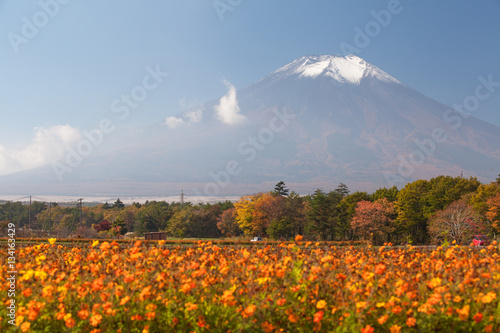 Field of cosmos flowers and Mountain Fuji in autumn season at Yamanakako Hanano Miyako Koen © torsakarin