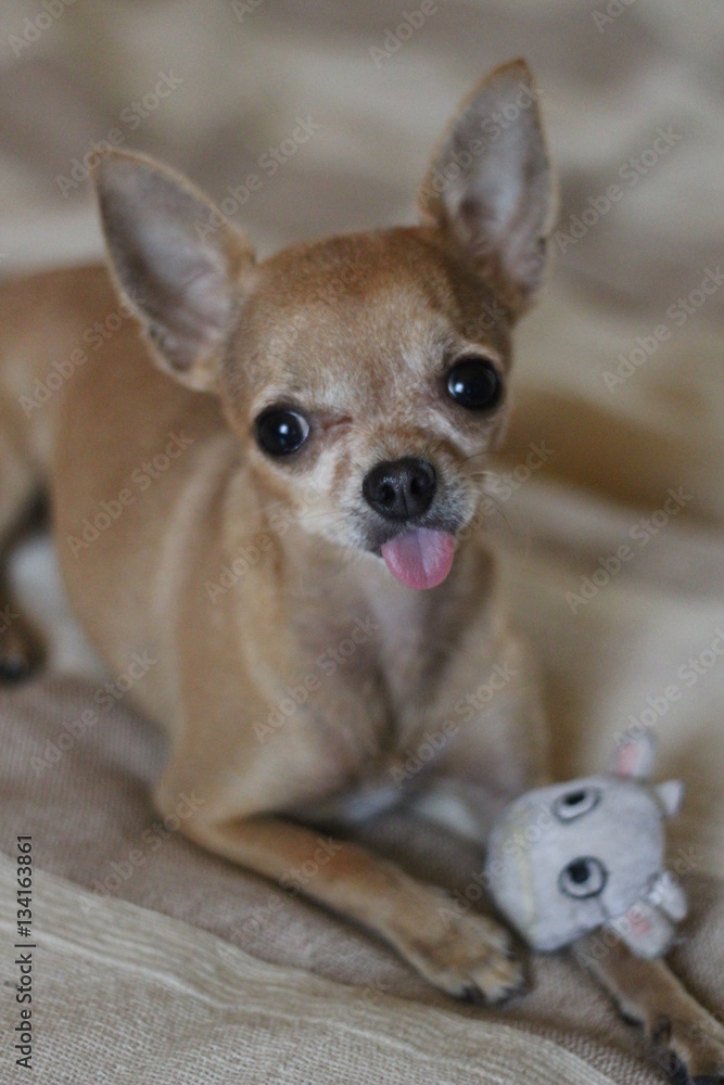 dog, puppy, chihuahua, animal, small, pet, cute, canine, domestic, portrait, funny, young, doggy, white, purebred, mammal, breed, adorable, sweet, happy, isolated, little, pedigreed, looking, pup, bro