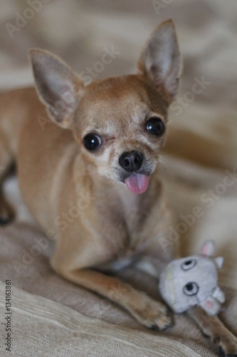 dog, puppy, chihuahua, animal, small, pet, cute, canine, domestic, portrait, funny, young, doggy, white, purebred, mammal, breed, adorable, sweet, happy, isolated, little, pedigreed, looking, pup, bro © Alexandra