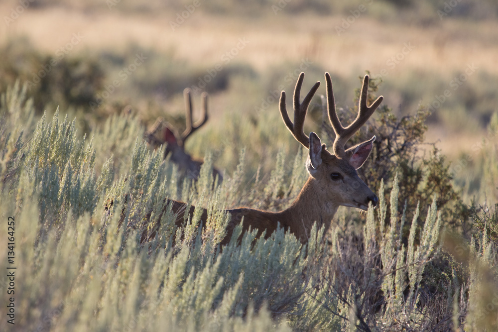 Obraz premium a mule deer buck with velvet antlers in open sage country