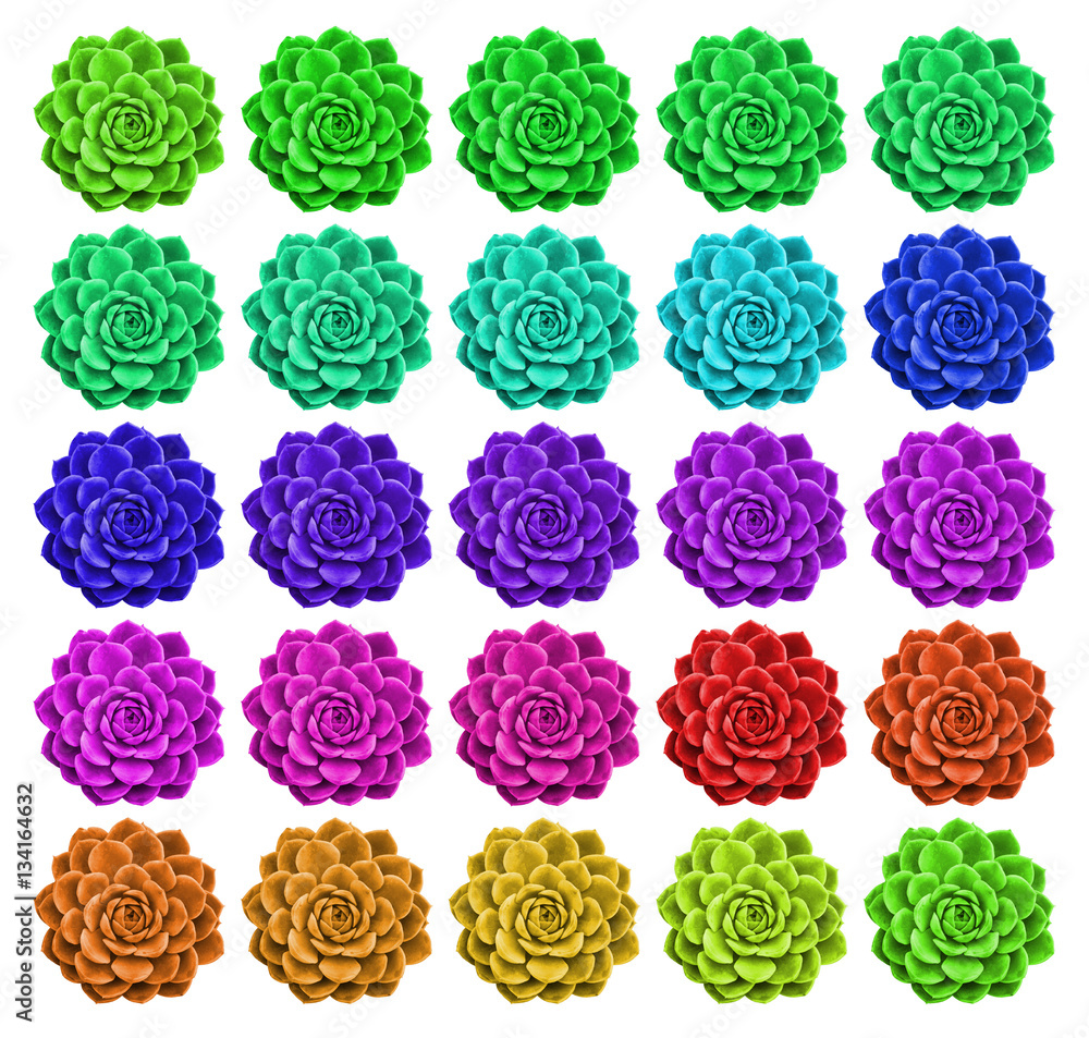 Fototapeta premium Succulent Sheet