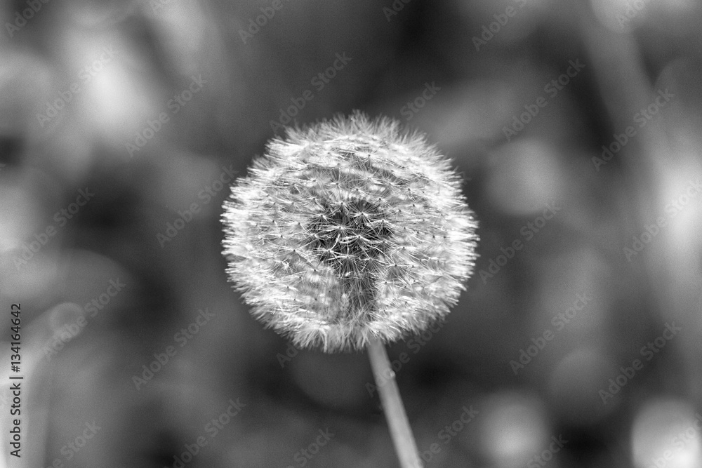 Obraz premium Dandelion seeds