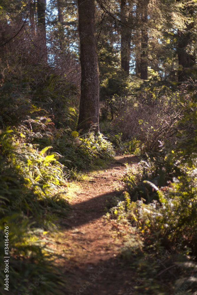 Red Woods | Hiking Trail Red Woods | Hiking Trail