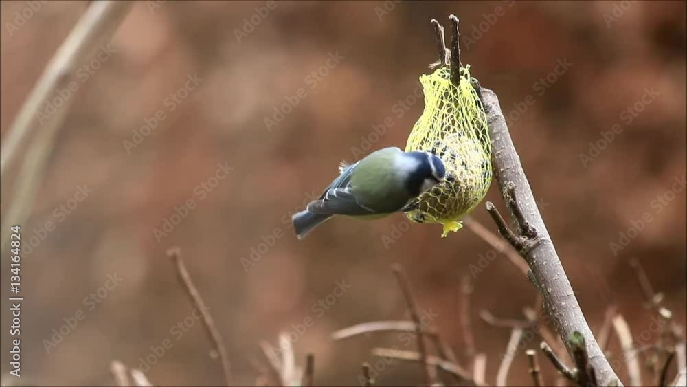 blue tit Parus caeruleus picks fat food
blue tit Parus caeruleus picks fat food