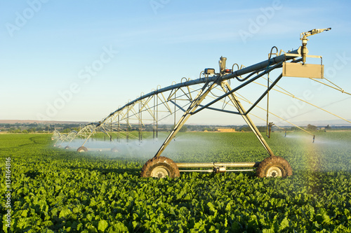 lush green field of sugar beets watered by automatic irrigation equipment