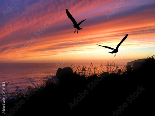 Bird Silhouette Sunset © erikakirky