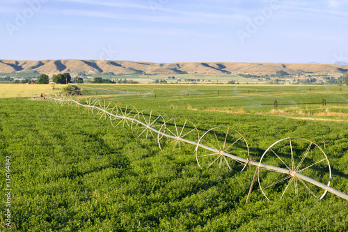 irrigation equipment spanning across an alfalfa field photo