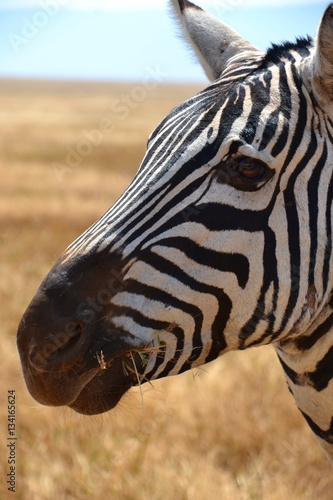 Close up of a Zebra in the serengeti