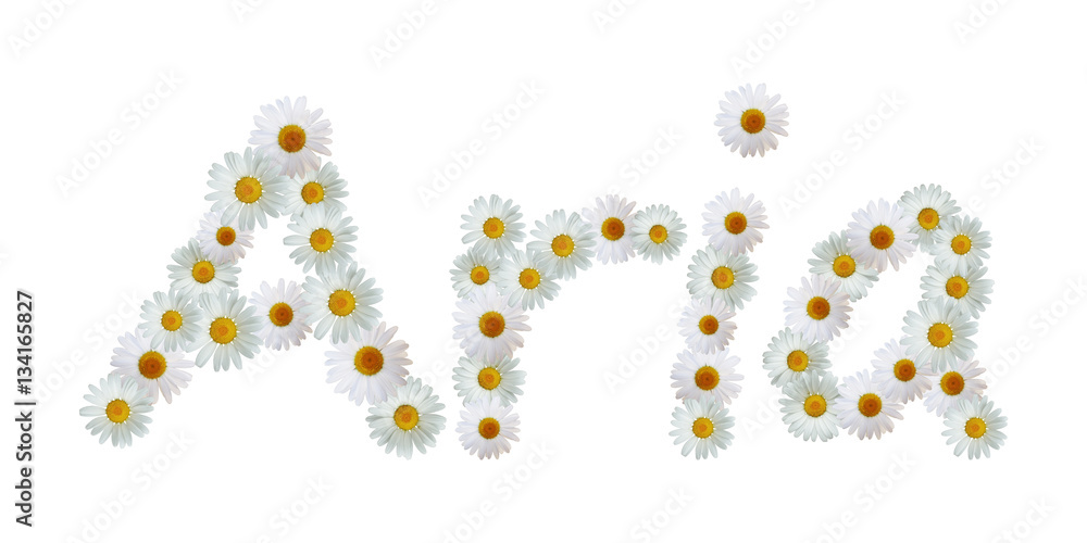Daisy Name Aria Daisy Name Aria
