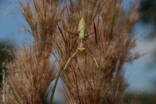 Praying Mantis on a woody plant