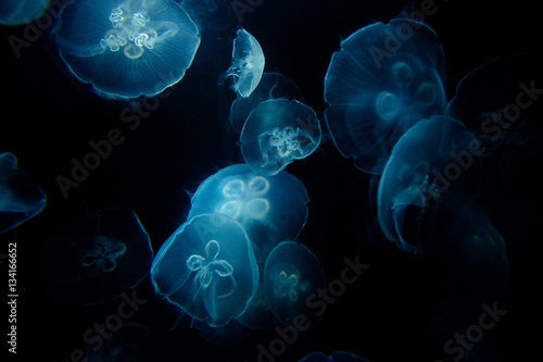 Fototapeta Naklejka Na Ścianę i Meble -  Moon Jellyfish