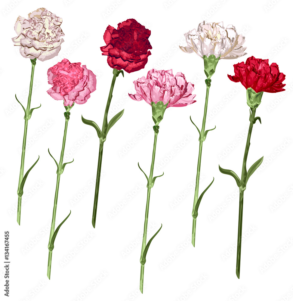 Set carnation flowers. White, pink and red carnation Set carnation flowers. White, pink and red carnation