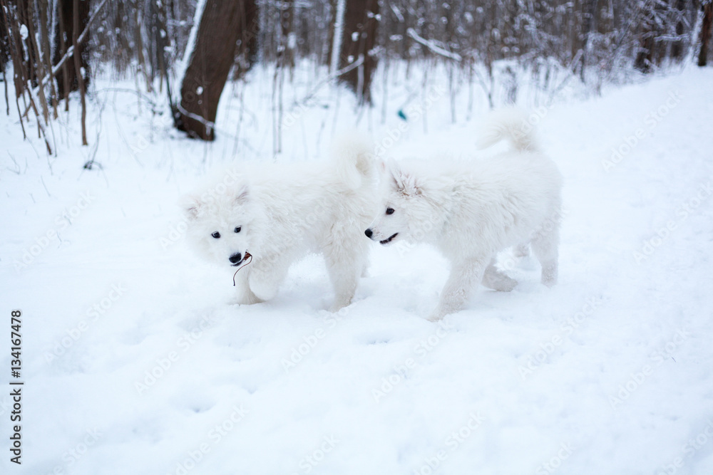 two samoyed puppies walking in winter forest two samoyed puppies walking in winter forest