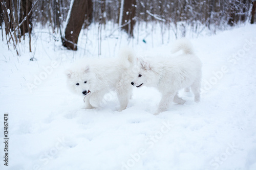 two samoyed puppies walking in winter forest