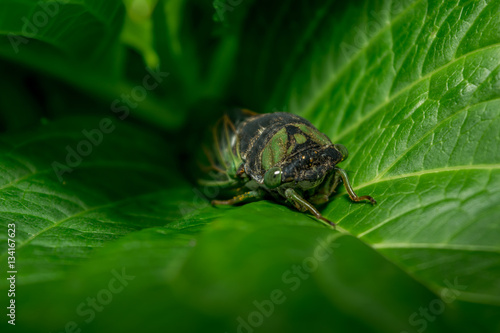 Cicada Resting on a Green Leaf