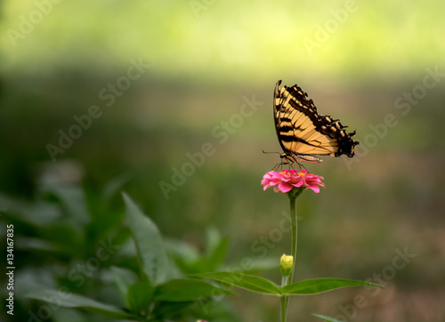    Yellow Butterfly Feeding on Pink Flower in Backyard