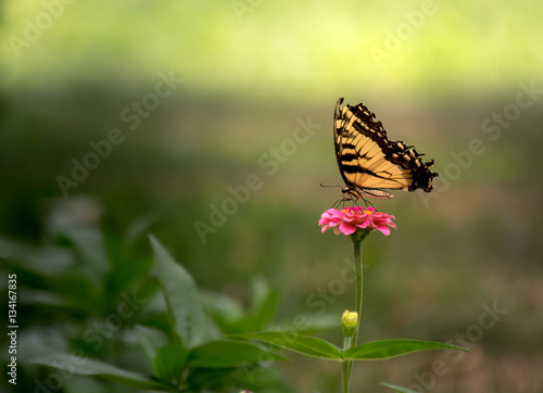  Yellow Butterfly Feeding on Pink Flower in Backyard © Jason
