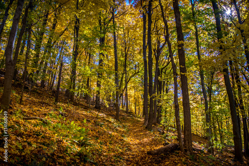 Autumn Forest of Maple and Oak Trees  photo