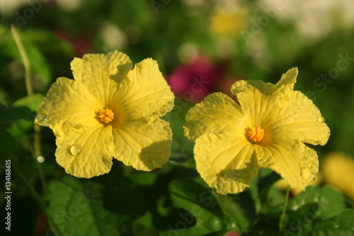 misty flowers