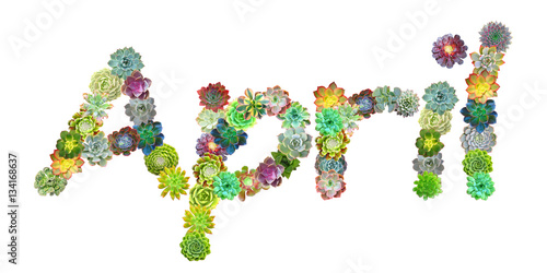 April Succulent Name