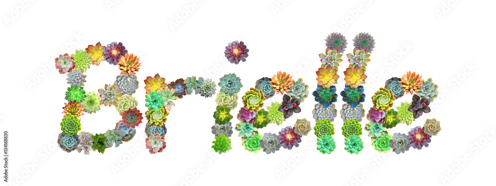 Brielle Succulent Name Brielle Succulent Name