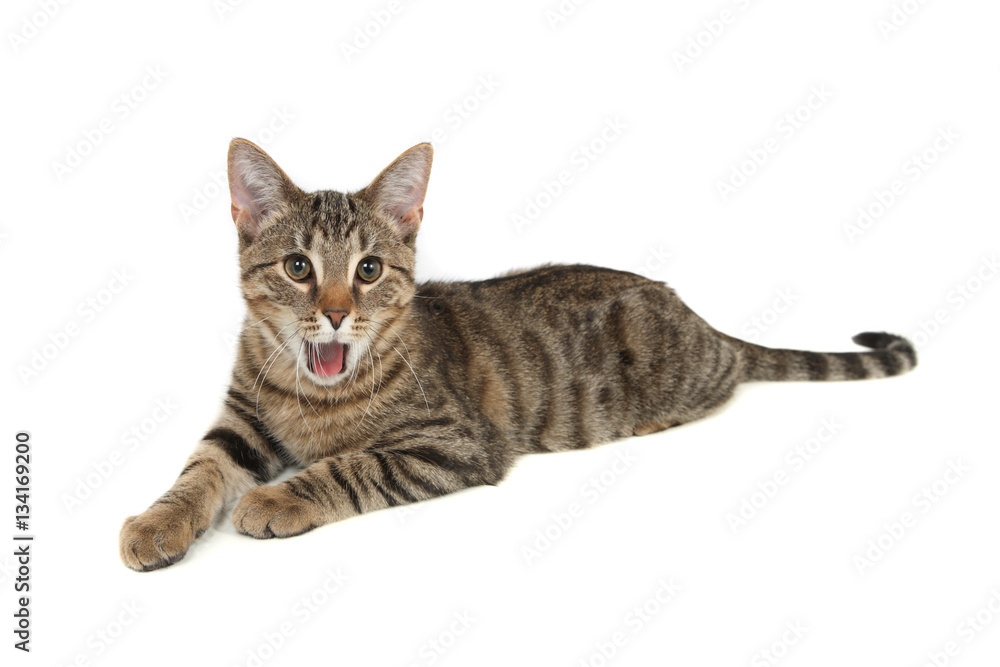 Bengal kitten yawning with its mouth wide open
