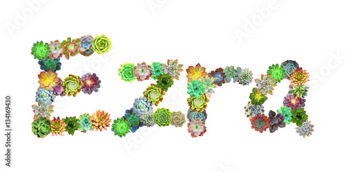 Fotomural Ezra Succulent Name