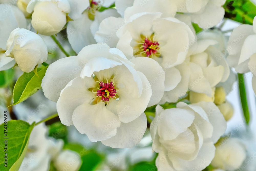 Obraz premium Blossoming branch apple. Bright colorful spring flowers