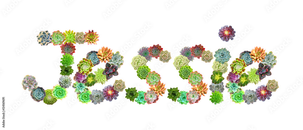 Jessie Succulent Name Jessie Succulent Name