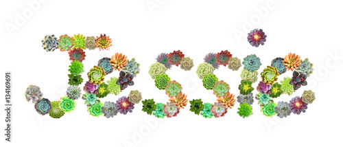 Foto Jessie Succulent Name