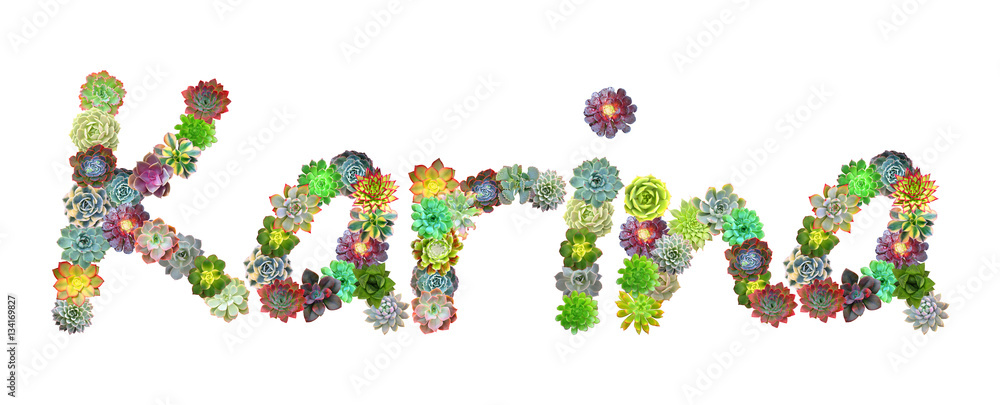 Karina Succulent Name Karina Succulent Name