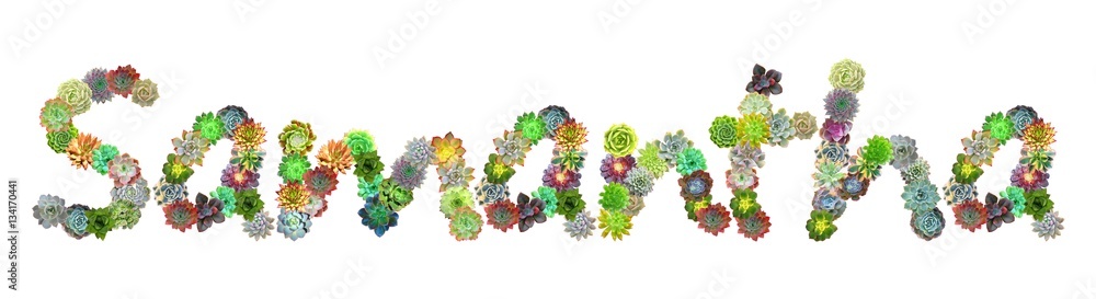 Samantha Succulent Name Samantha Succulent Name