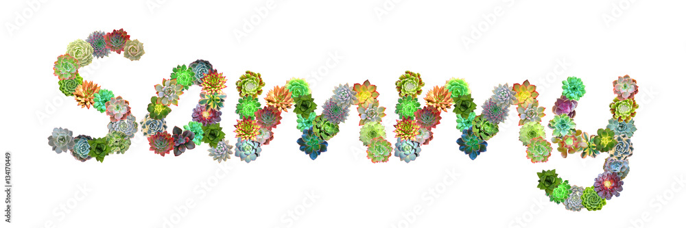 Sammy Succulent Name Sammy Succulent Name