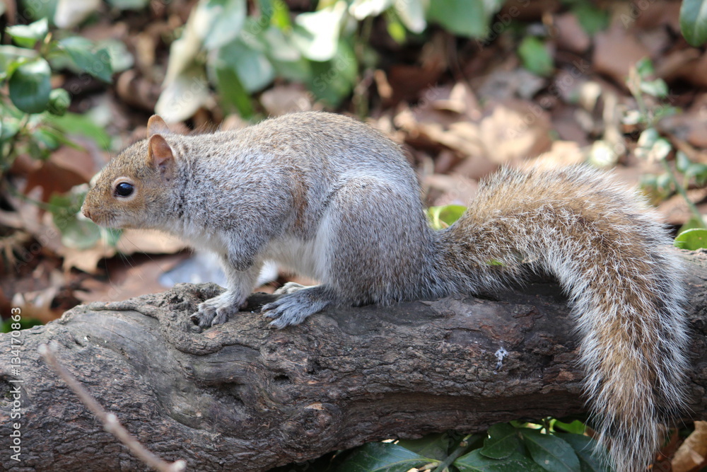 Anxious looking squirrel with beautiful tail in outdoor Anxious looking squirrel with beautiful tail in outdoor