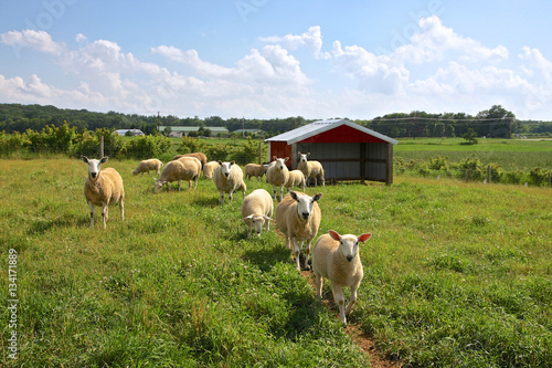 Agricultural background. Curious sheep grazing at a farm in Midwest USA.